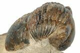 Bargain, Corynexochid (Paralejurus) Trilobite - Lghaft, Morocco #271490-1